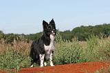 BORDER COLLIE 281